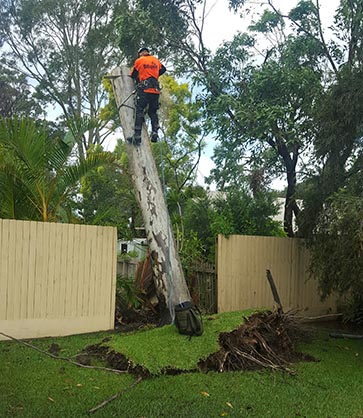 Removing Trees the Have Been Destroyed By a Storm on The Central Coast