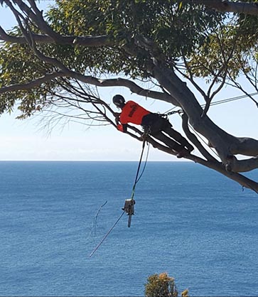 Professional Tree Pruning By a Central Coast Arborist and Climber